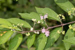 Chinese beautyberry